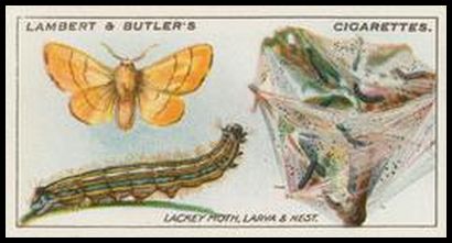10 Lackey Moth, Larva and Nest